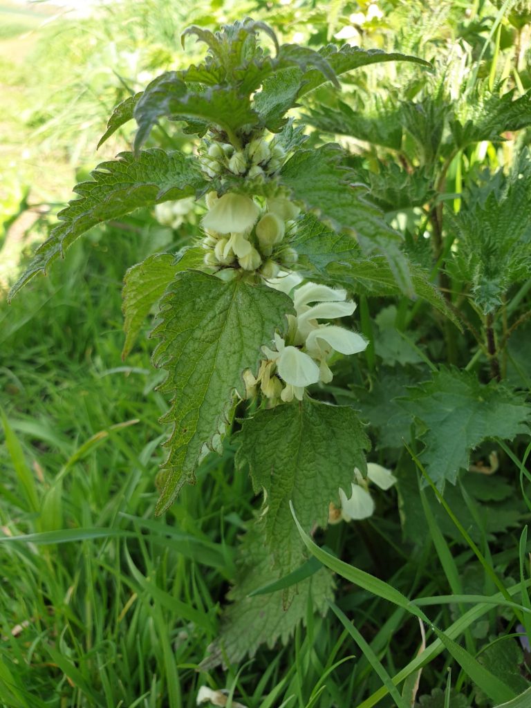 Foraging Friday White Dead Nettle Natural Remedies